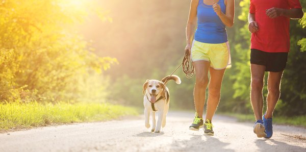 Hunde für mehr Entspannung + Bewegung beim Menschen