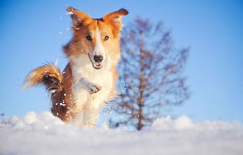 Hund im Winter bei Schnee