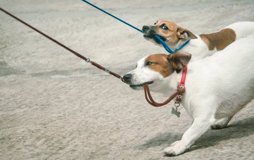 Hunde ziehen beim Gassi-Gang an Leine