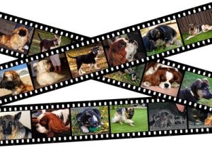 hunde-filmstreifen-fot 24230053 XS