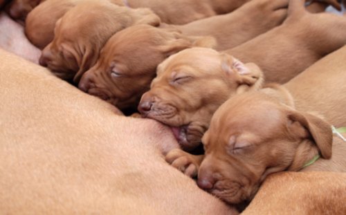 Hunde-Welpen trinken