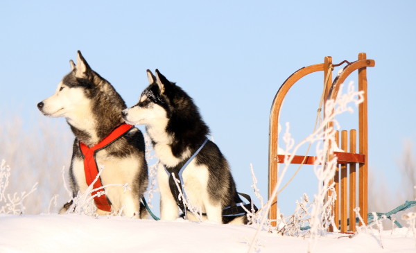 Nordische Husky-Hunde