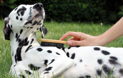 Fell-Pflege bei kurzhaarigem Hund