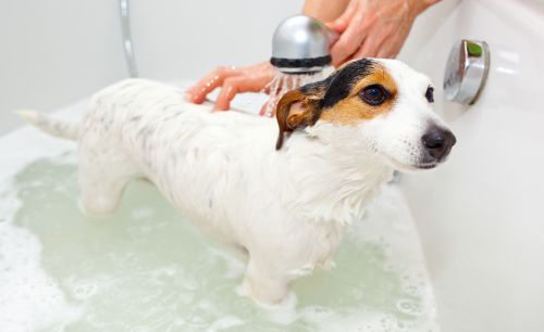 Hunde-Fell Wäsche in der Badewanne