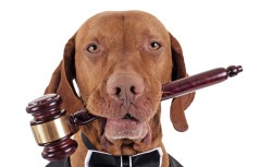 Hund mit Richter-Hammer