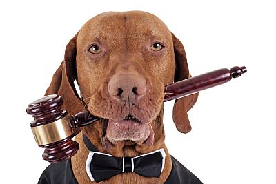 Hund mit Richter-Utensilien