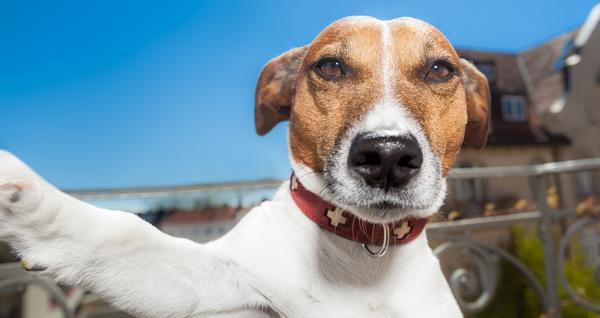 Terrier-Hund blickt cool