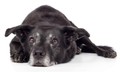 Hunde-Bild © sikorski/foto/Fotolia