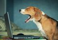 thumb hund laptop buero fot61373694 400px