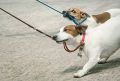 Corona - darf man mit Hund bei Ausgangssperre spazieren gehen?