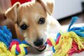 Hundespielzeug-Test  - viele Schadstoffe