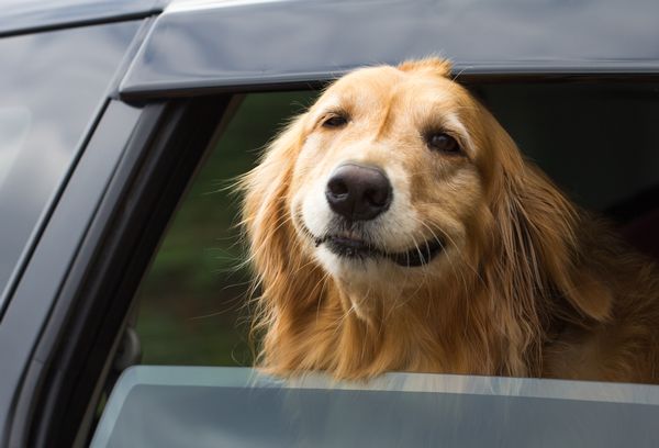 Hund fährt Auto