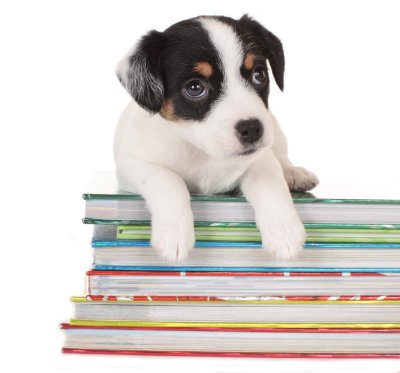 Hunde-Welpe liegt auf Büchern