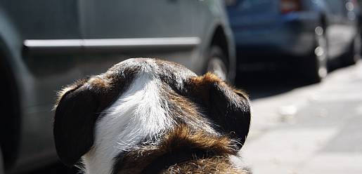 hund-haftpflicht-versicherung-haftung-strasse