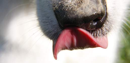 hund-leckt-detail-teaser.jpg hundenamen-hund-leckt-detailfoto-teaser.jpg