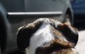 Hunde-Haftpflicht Versicherungen Vergleich