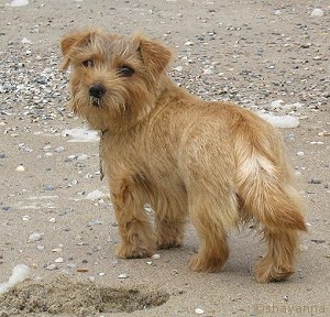 Norfolk Terrier