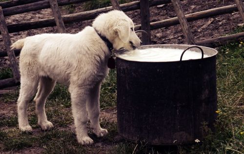 Hund am Milch-Topf