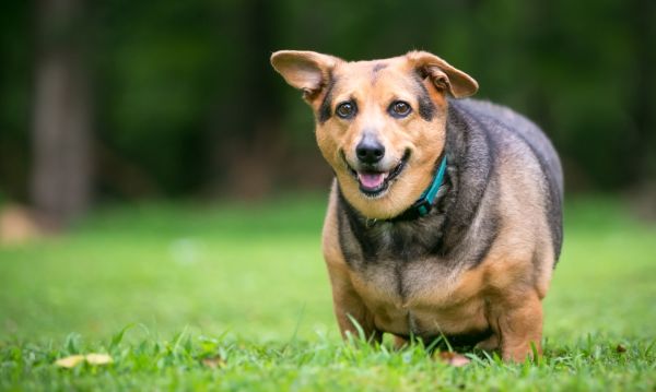 Bild: Bundesverband für Tiergesundheit e.V.