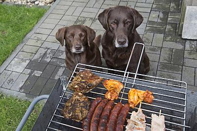 grillen-mit-hund-bft