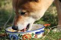 BARFen für Hunde: Ein Einstieg in die biologisch artgerechte Rohfütterung