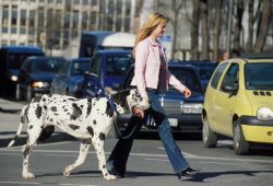 hund_in_der_stadt_fressnapf.jpg hund_in_der_stadt_fressnapf.jpg