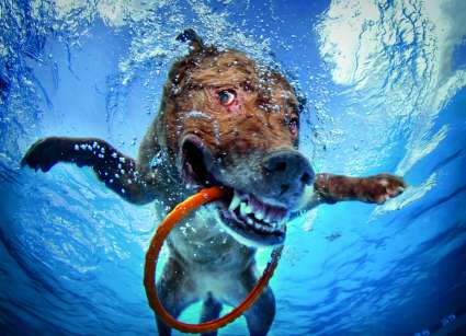 hunde-unter-wasser-Photo-24b