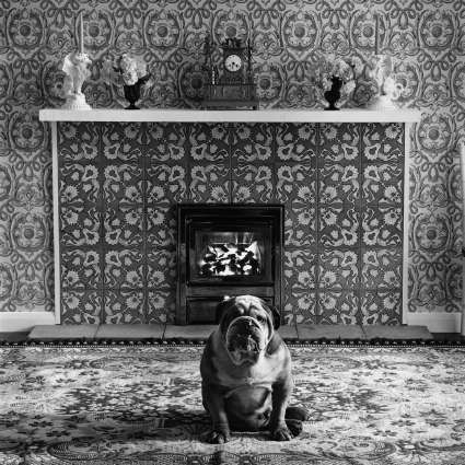 erwitt-dogs-bild3