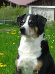 appenzeller_sennenhund appenzeller_sennenhund