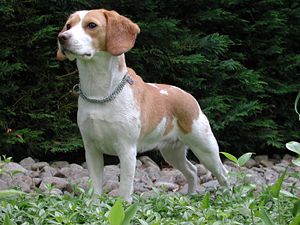 300px-beagle_gnu.jpg 300px-beagle_gnu.jpg