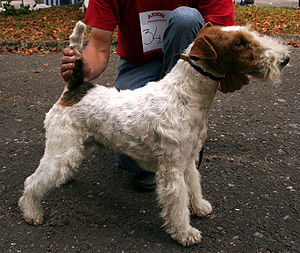 300px-foxterrier-drahthaar.jpg 300px-foxterrier-drahthaar.jpg