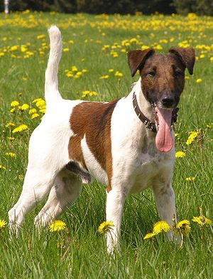 300px-foxterrier-glatthaar.jpg 300px-foxterrier-glatthaar.jpg