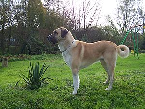 300px-kangal-gnu.jpg 300px-kangal-gnu.jpg