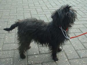 302px-affenpinscher.jpg 302px-affenpinscher.jpg