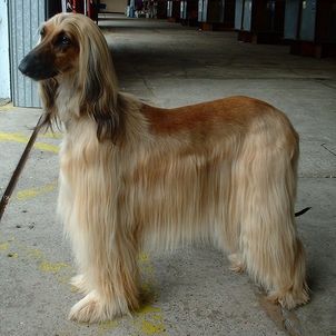afghanischer_windhund afghanischer_windhund