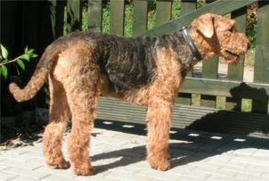 airedale_terrier airedale_terrier
