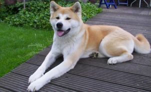 302px-akita_inu_gnu.jpeg 302px-akita_inu_gnu.jpeg