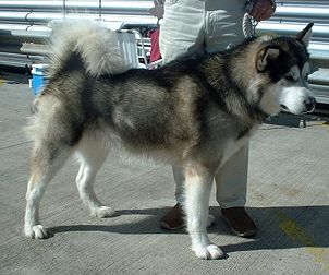 alaskan_malamute_gnu alaskan_malamute_gnu