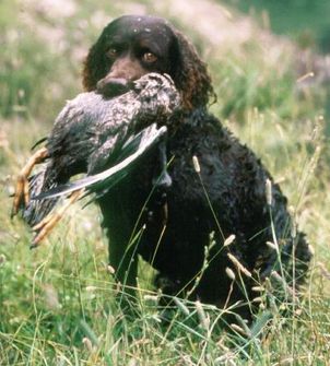 american_water_spaniel_gnu american_water_spaniel_gnu
