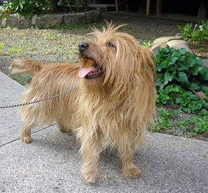 australian_terrier australian_terrier