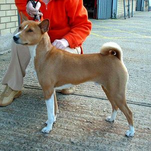 302px-basenji_gnu.jpg 302px-basenji_gnu.jpg
