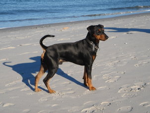 302px-deutscher_pinscher.jpg 302px-deutscher_pinscher.jpg
