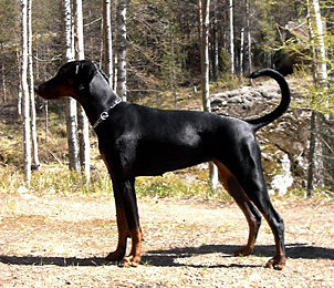 302px-dobermann_gnu.jpg 302px-dobermann_gnu.jpg