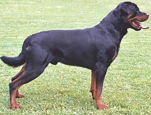 302px-rottweiler_gnu.jpg 302px-rottweiler_gnu.jpg