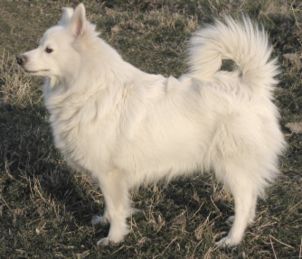 Spitz Bild Spitz Bild