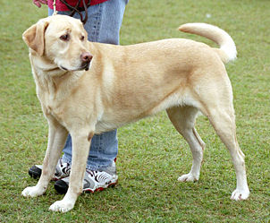 Labrador-Retriever-foto-gnu.jpg Labrador-Retriever-foto-gnu.jpg