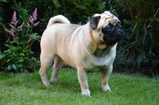 Mops-Hund Mops-Hund