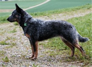australian_cattle_dog_naava australian_cattle_dog_naava